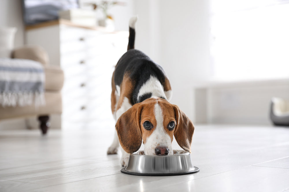 How to Safely Store Dog Food in Mylar Bags for Long-Term Use
